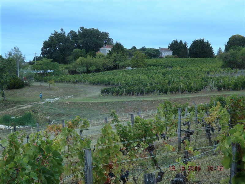 Hébergement de vacances Clos Vieux Rochers Vineyard *